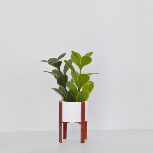 Fiddle Leaf
