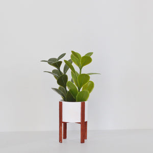 Fiddle Leaf