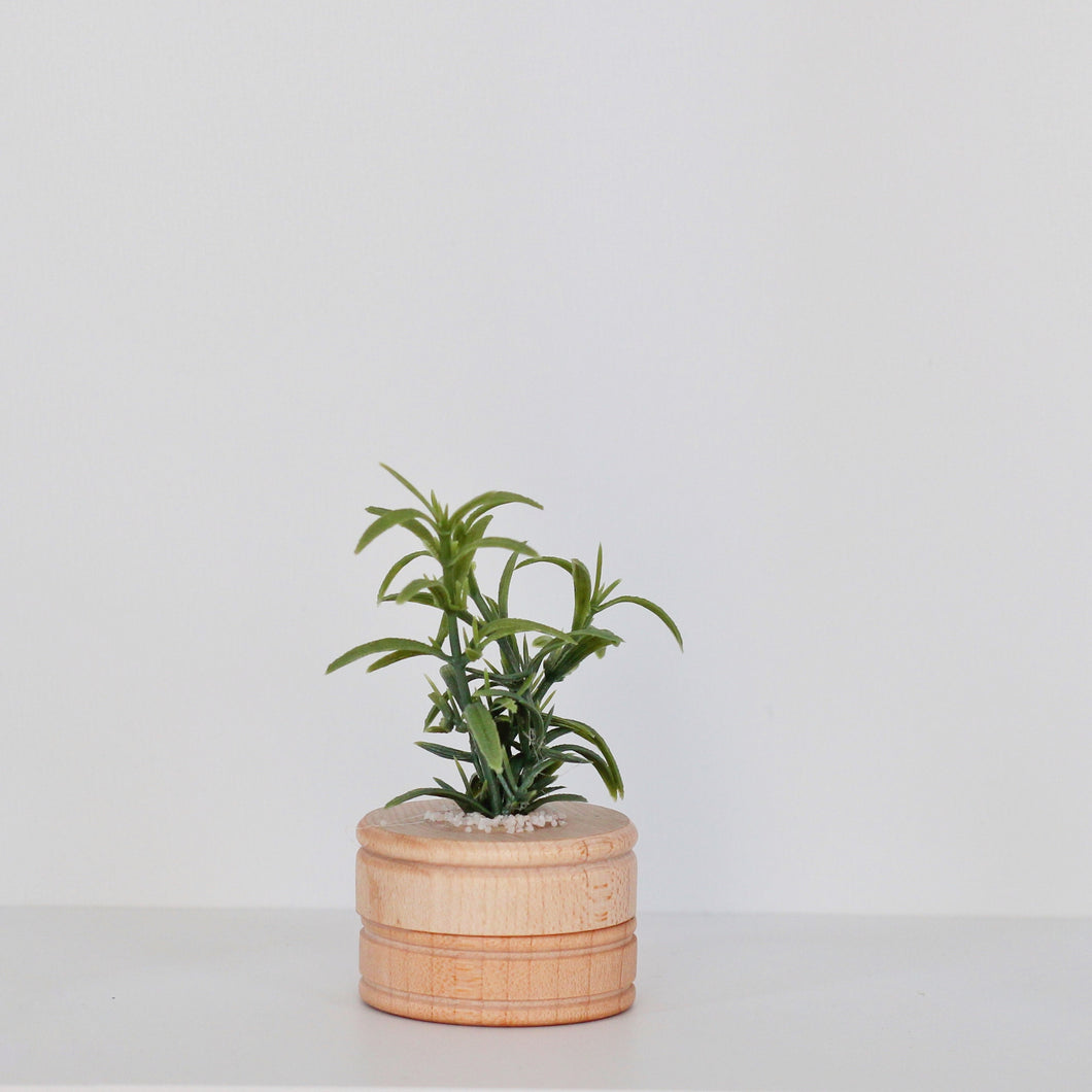 Parlor Palm