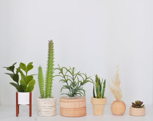 All the trendy plants (Premium)