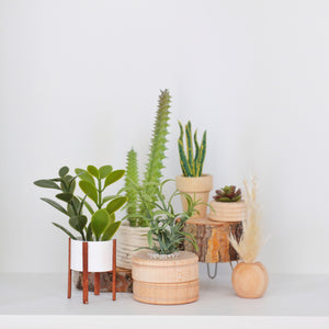 All the trendy plants (Premium)