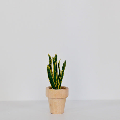 Snake Plant